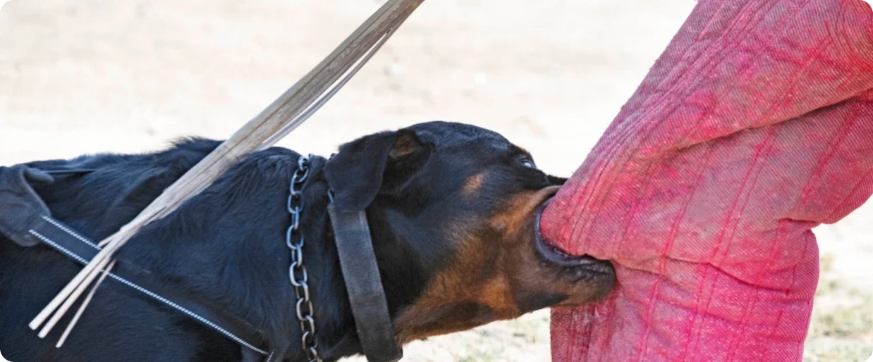 Dog Bite Lawyer Houston